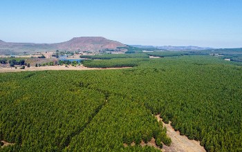 CHEP advances Forest Positive Future in SA