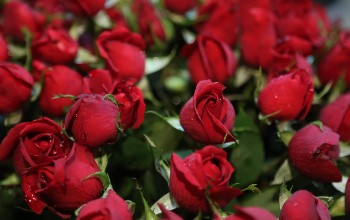 Managing Kenya’s flower exports surge for Valentine’s Day 